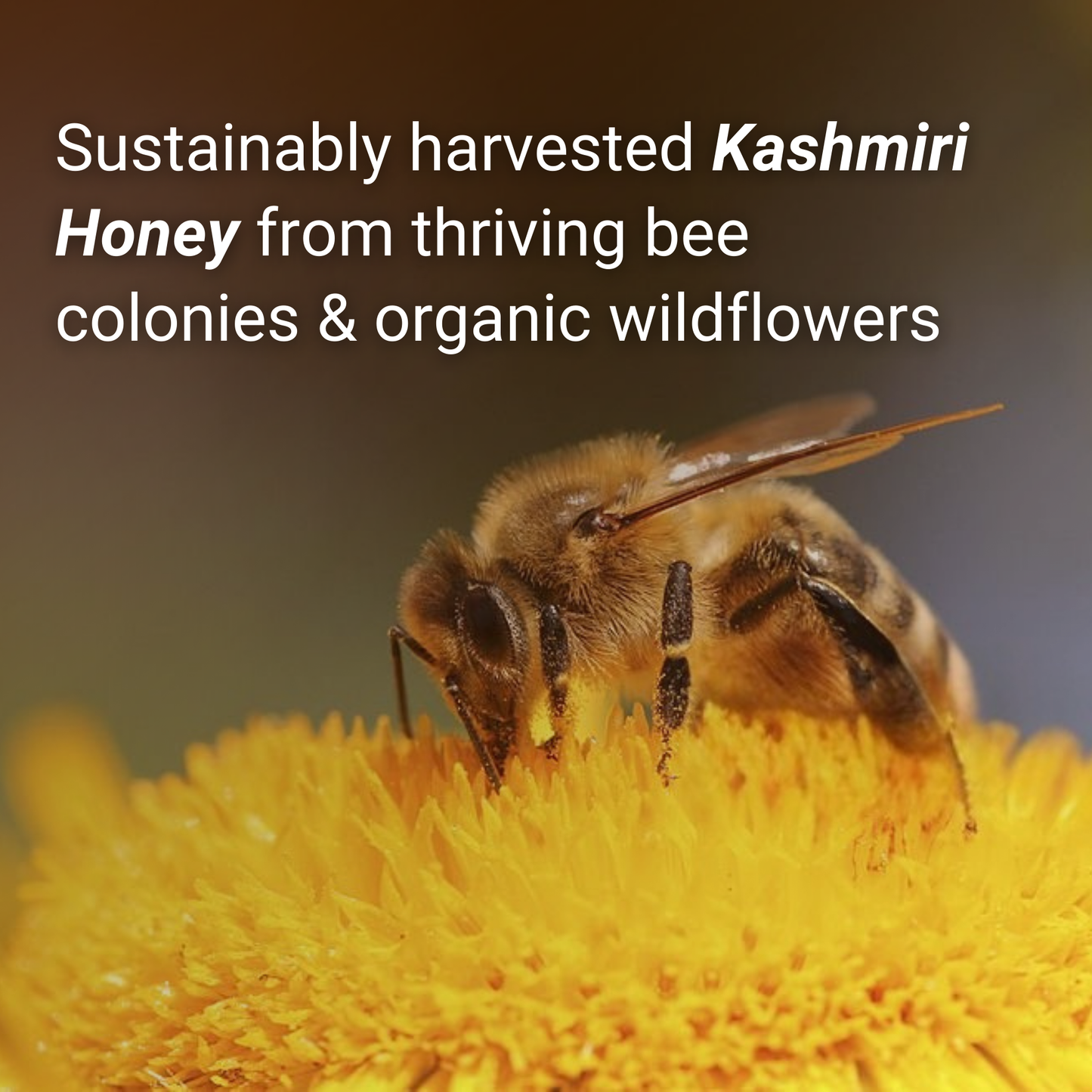 organic honey